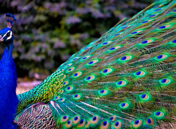 Wallpaper Peacock, feathers, Animals 537775246